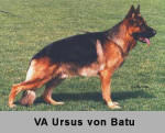 Large picture of VA Ursus von Batu